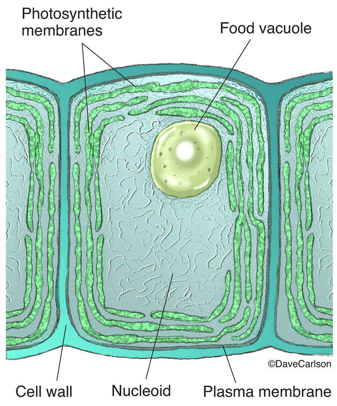 Struktur Cyanobacteria