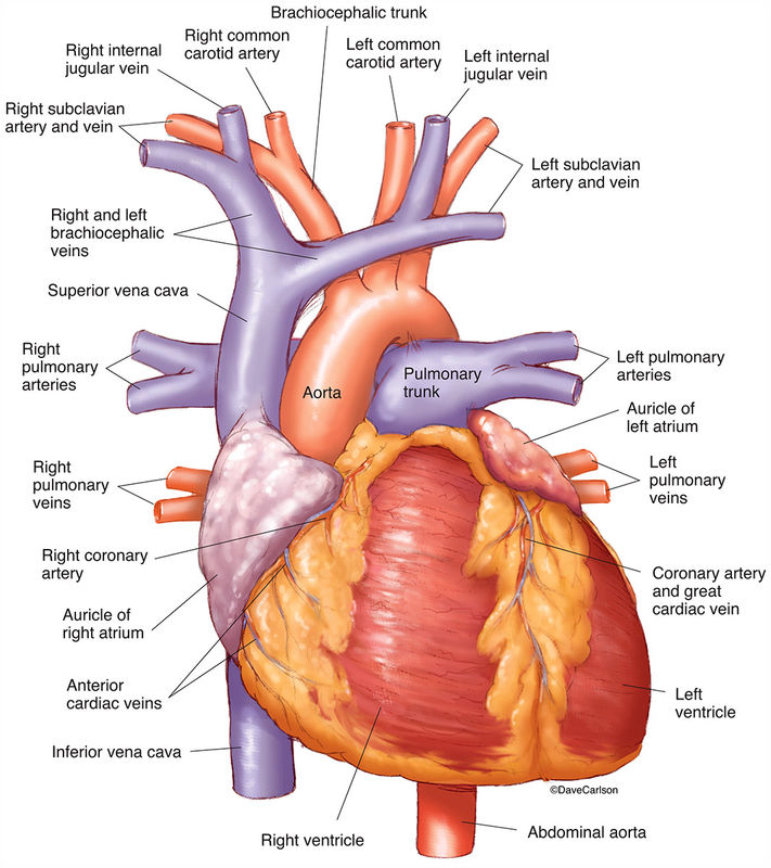 Human Heart Anterior View Carlson Stock Art