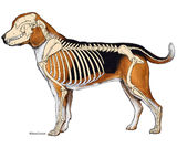 Veterinary Anatomy | Carlson Stock Art