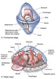 Zoology | Life Science & Biomedical | Carlson Stock Art