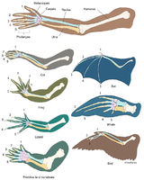 Homology Of Limbed Vertebrates | Image License | Carlson Stock Art