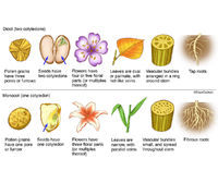 Monocot vs. Dicot Plants | Image License | Carlson Stock Art