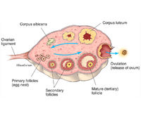 Ovary & Ovulation Diagram | Image License | Carlson Stock Art