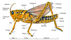 Zoology | Carlson Stock Art