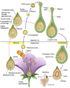 Botany  Carlson Stock Art