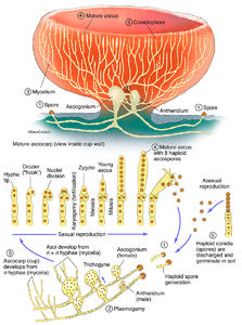 Botany | Carlson Stock Art