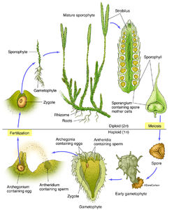 Botany | Carlson Stock Art