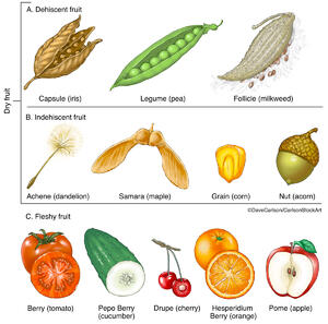 Botany | Carlson Stock Art