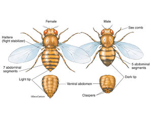 Fruit Fly - Genus Drosophila | Carlson Stock Art