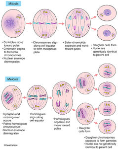 Mitosis & Meiosis | Carlson Stock Art