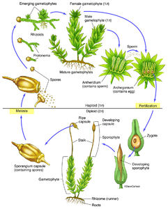 Botany | Life Science & Biomedical | Carlson Stock Art