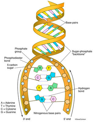 Evolution & Genetics | Carlson Stock Art