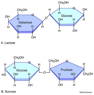 Disaccharide Molecules | Carlson Stock Art