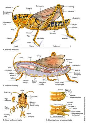 Zoology 