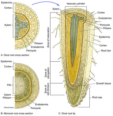 Root Structure | Carlson Stock Art