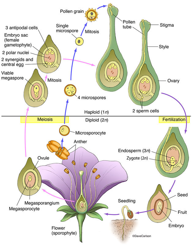 Angiosperm Structure & Life Cycle | Carlson Stock Art