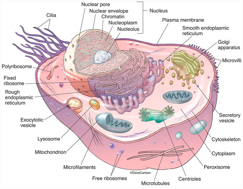 Animal Cell Model And Labeled