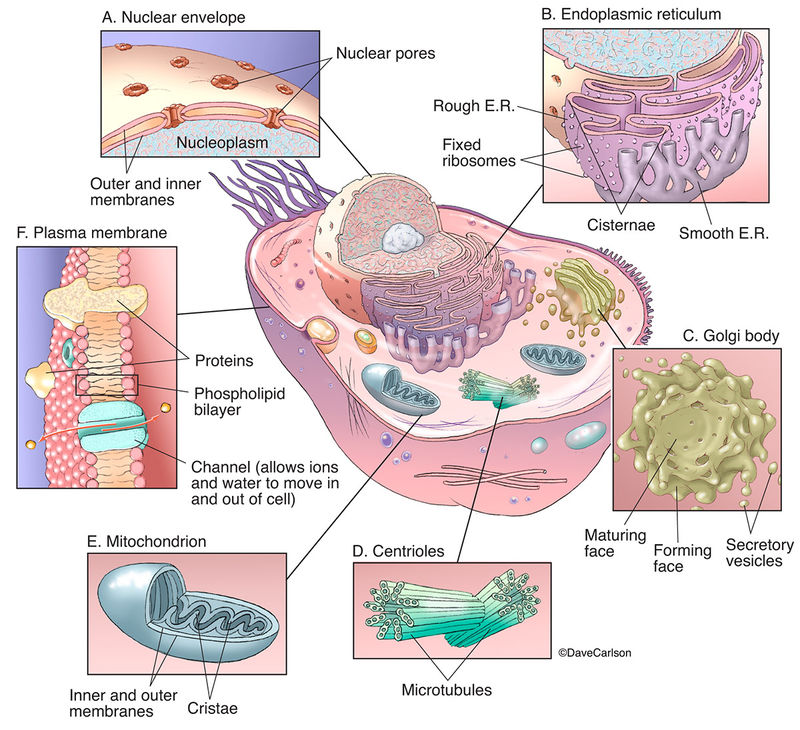 What Are 3 Organelles Only Found In Animal Cells