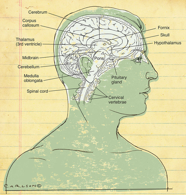 Midsagittal View Of Human Brain