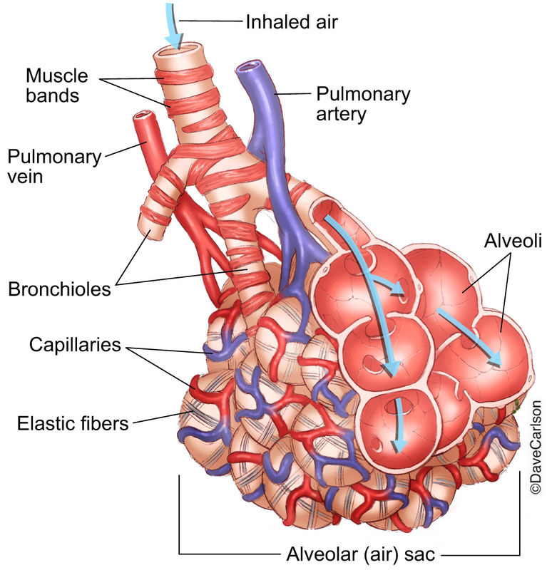 Lung Bronchioles & Alveoli | Carlson Stock Art