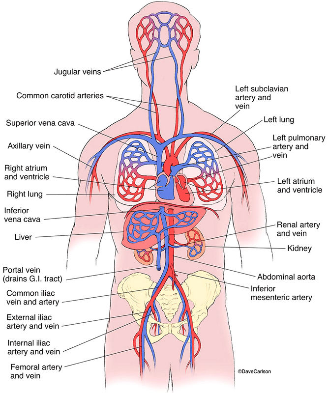 Circulatory System - Generalized | Carlson Stock Art