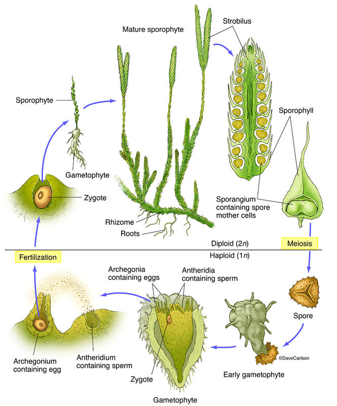 Clubmoss (Lycopodium) Structure & Life Cycle | Carlson Stock Art