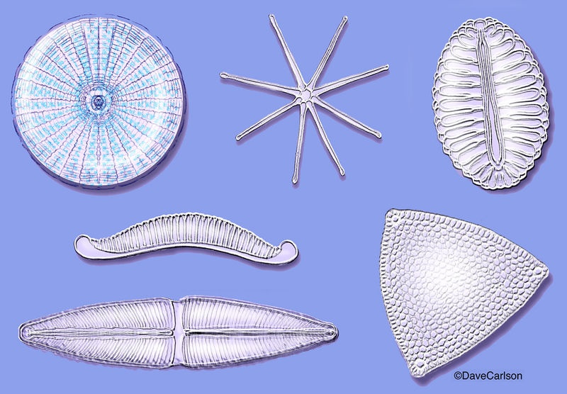 Diatom Algae | Carlson Stock Art