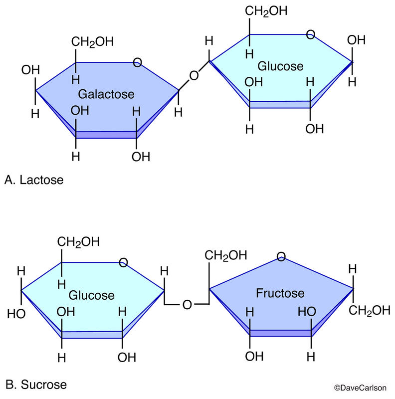Disaccharide Molecules Carlson Stock Art