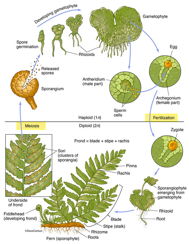 Fern Structure & Life Cycle | Carlson Stock Art