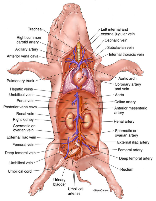 frog digestive system diagram fetal pig dissection