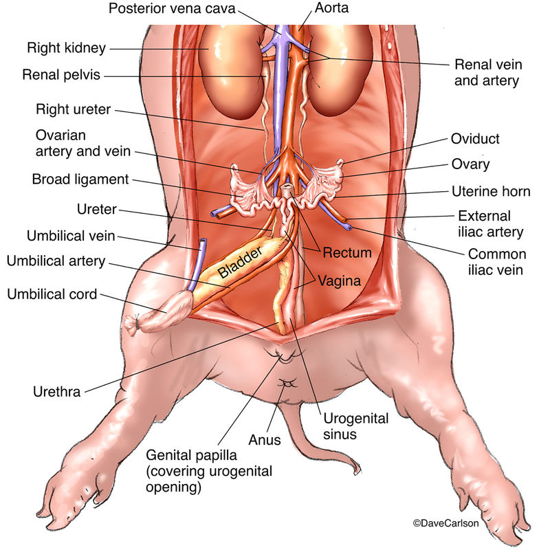 What Is The Function Of The Uterine Horn In A Fetal Pig