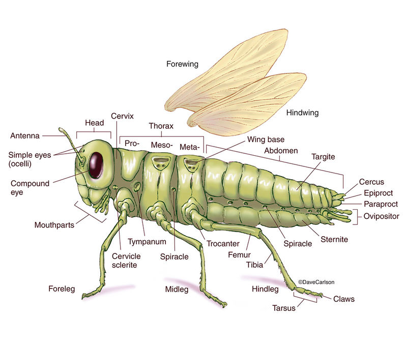 zoology-carlson-stock-art