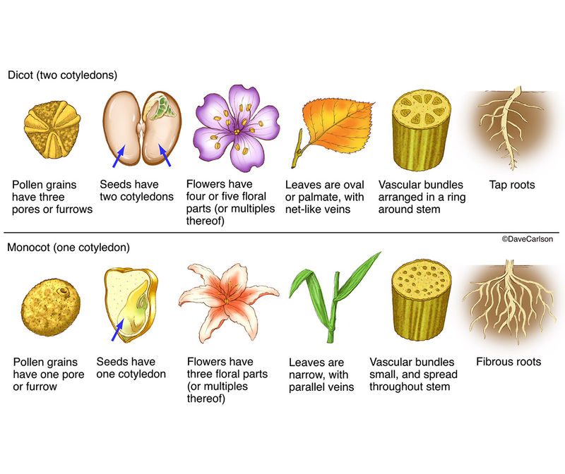 Monocot vs. Dicot Plants | Carlson Stock Art