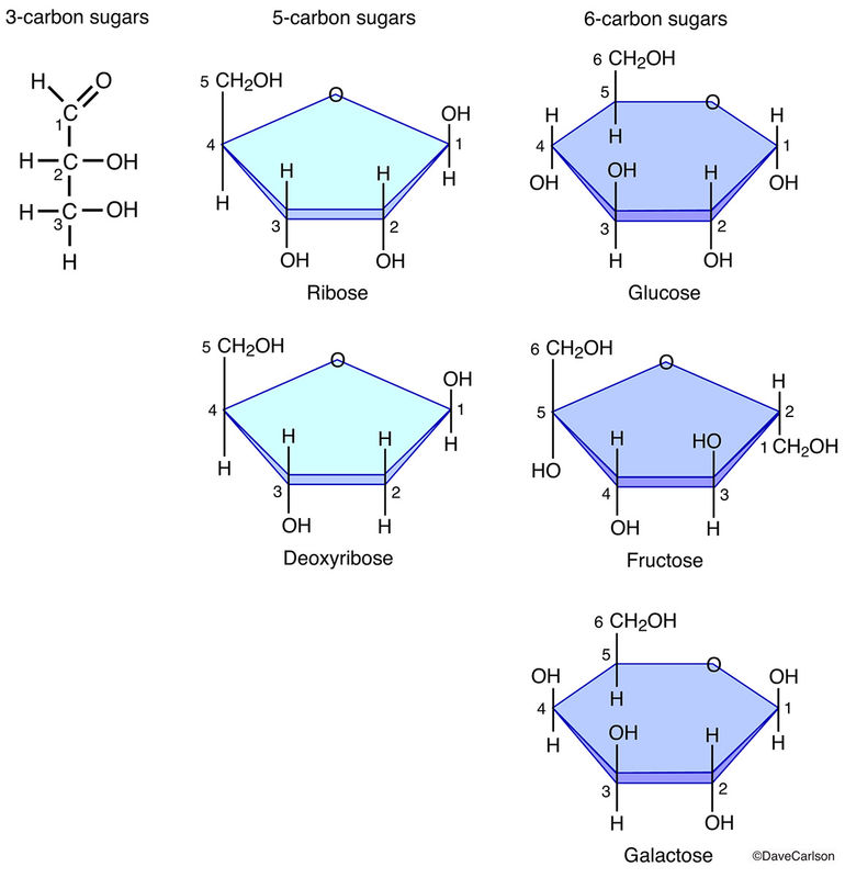 Monosaccharide Molecules Carlson Stock Art