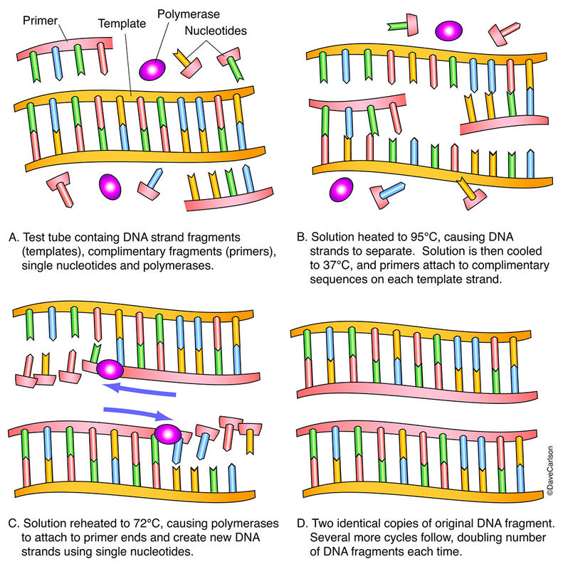 Polymerase Chain Reaction (PCR) | Carlson Stock Art