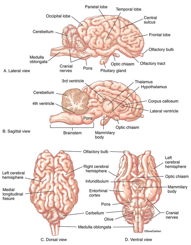 Sheep Brain | Carlson Stock Art