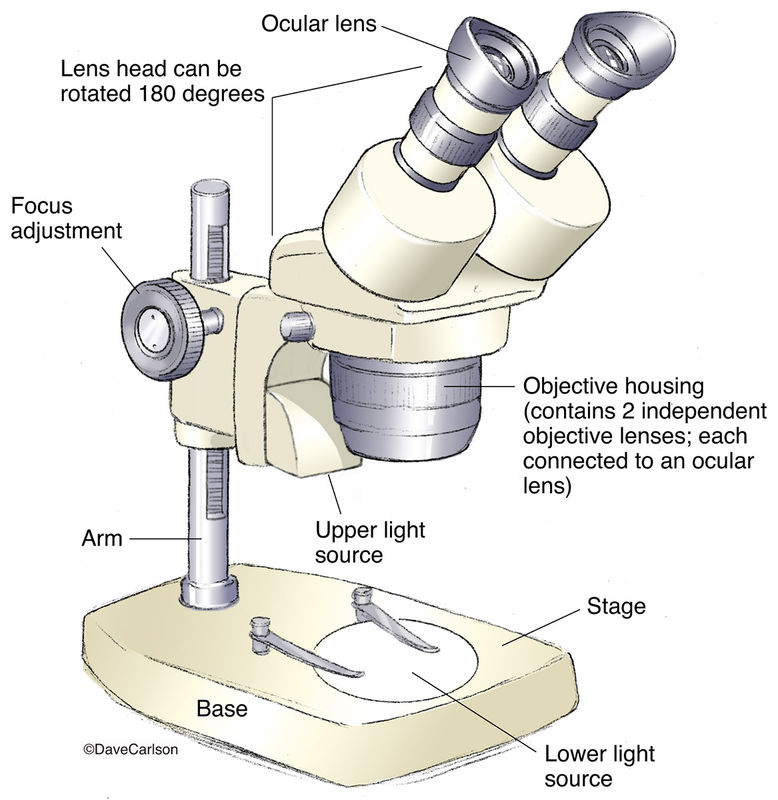 Stereoscope Carlson Stock Art