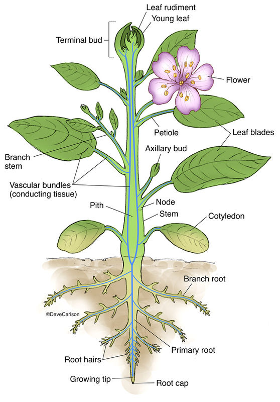 Botany 