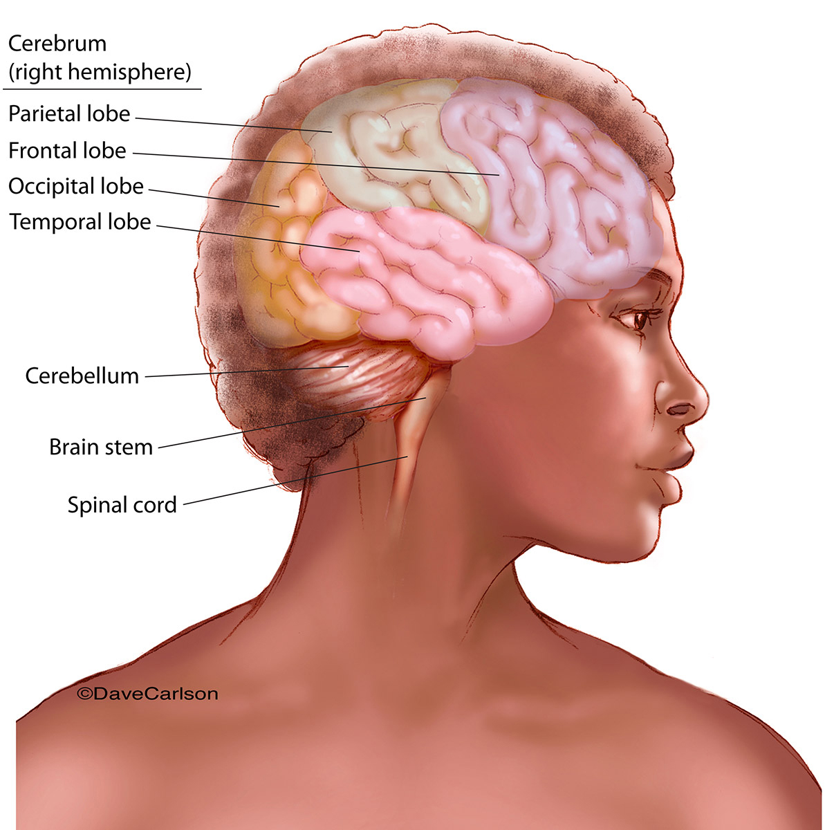 brain posterior view