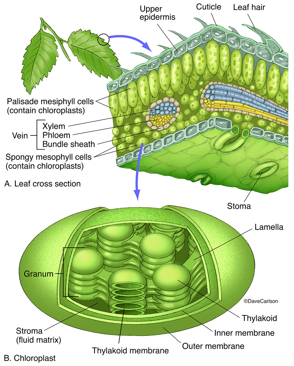 Chloroplast Cell Diagram