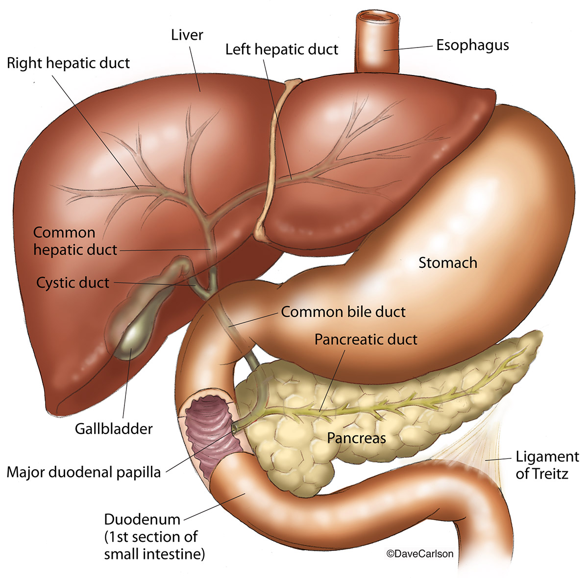 Liver Spleen Pancreas And The Duodenum Stomach Model Buy Liver Spleen