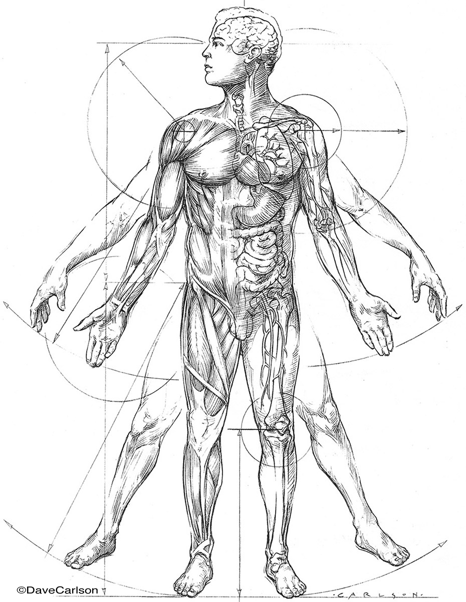 Miscellaneous Human Anatomy Carlson Stock Art 
