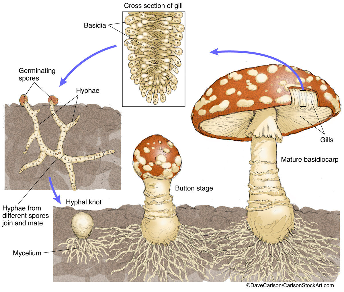 Fungi Life Cycle Diagram 