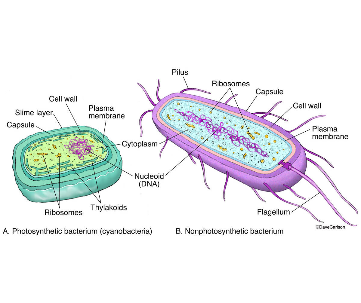 cyanobacteria diagram