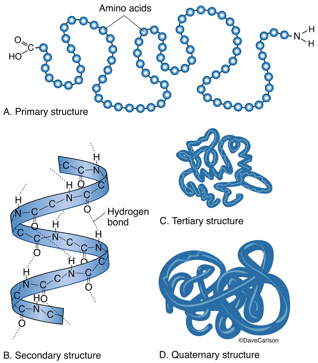 Proteins Molecule Structure