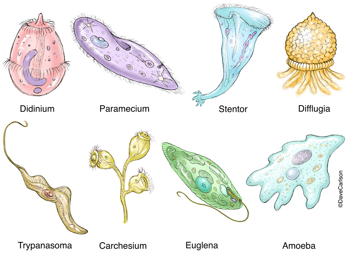 Protozoa Diversity Image, Image License